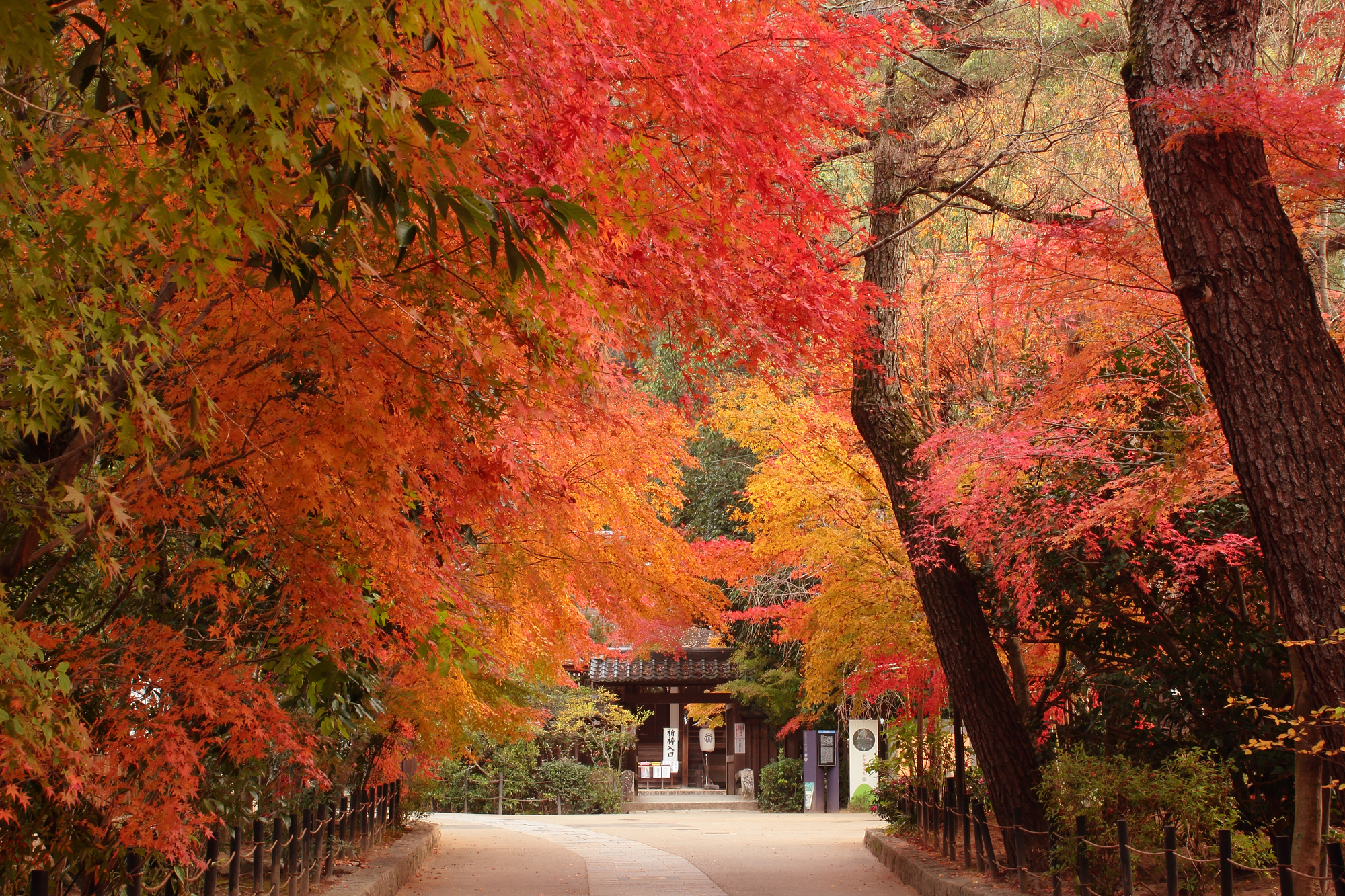 宇治川與宇治橋的風景