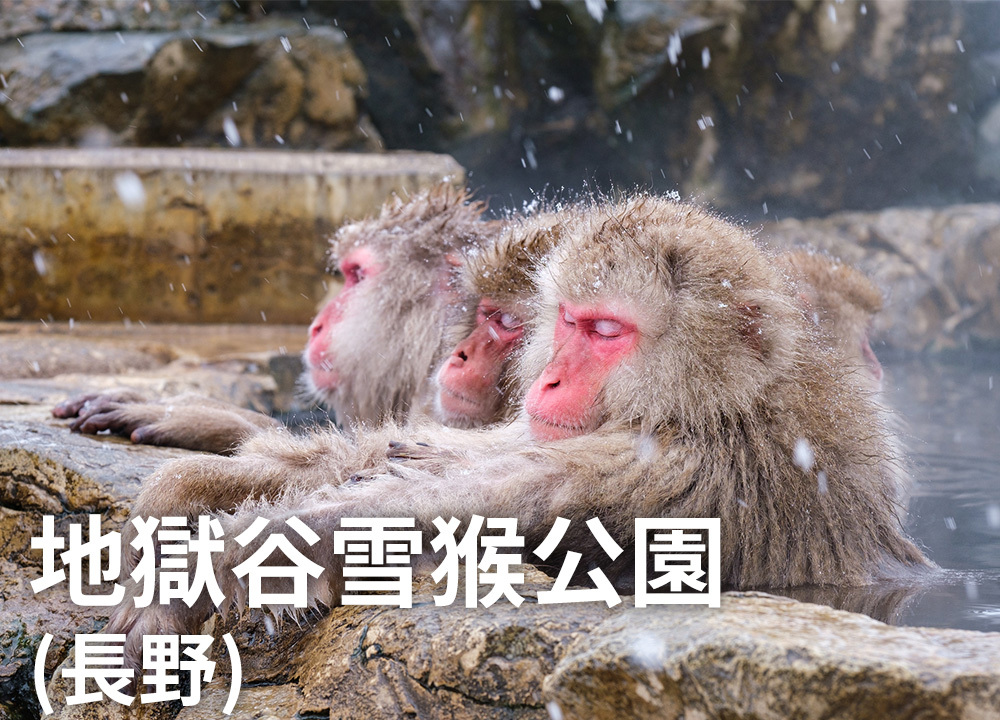 地獄谷雪猴公園（長野）