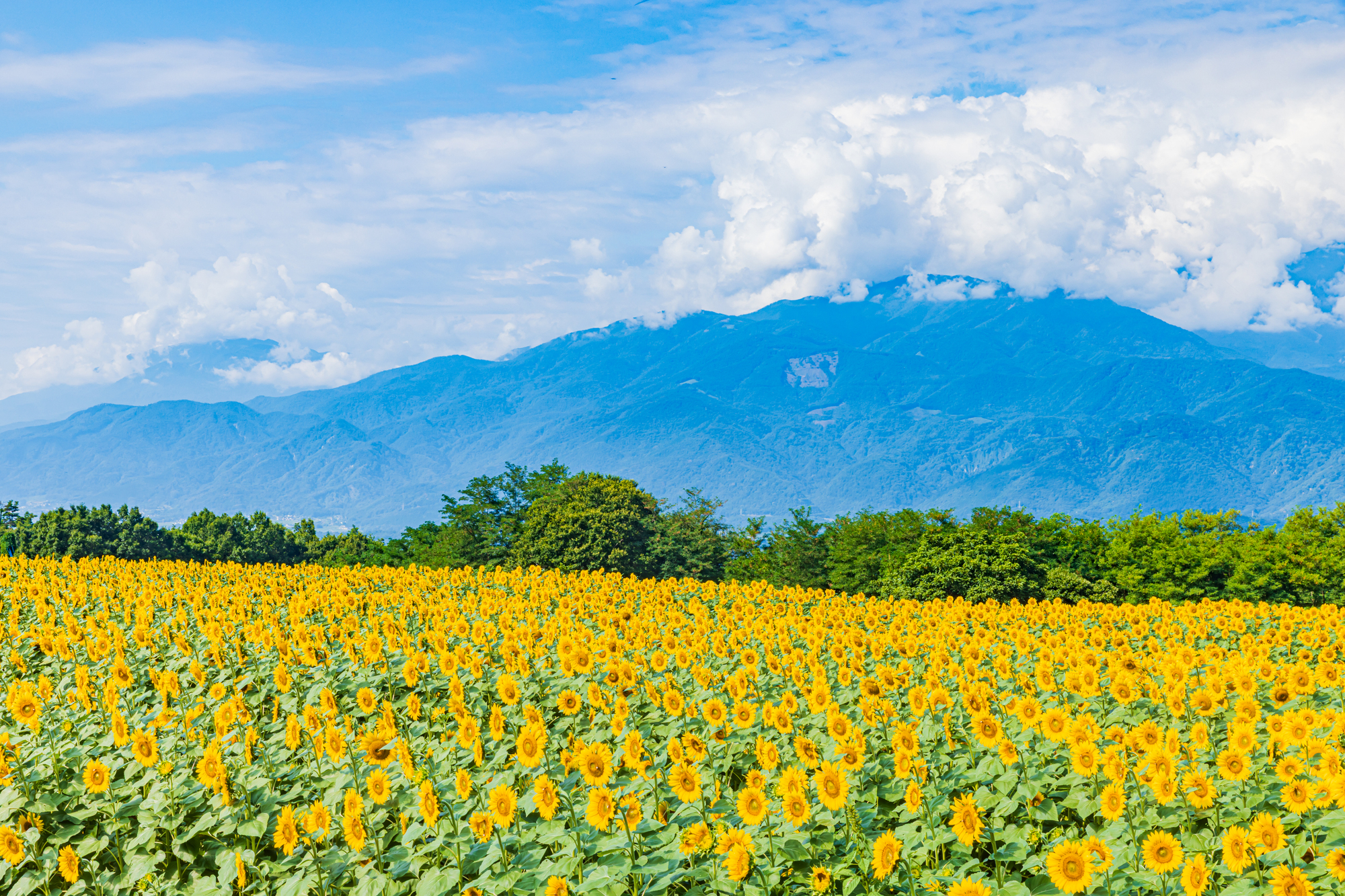 北杜市明野向日葵節
